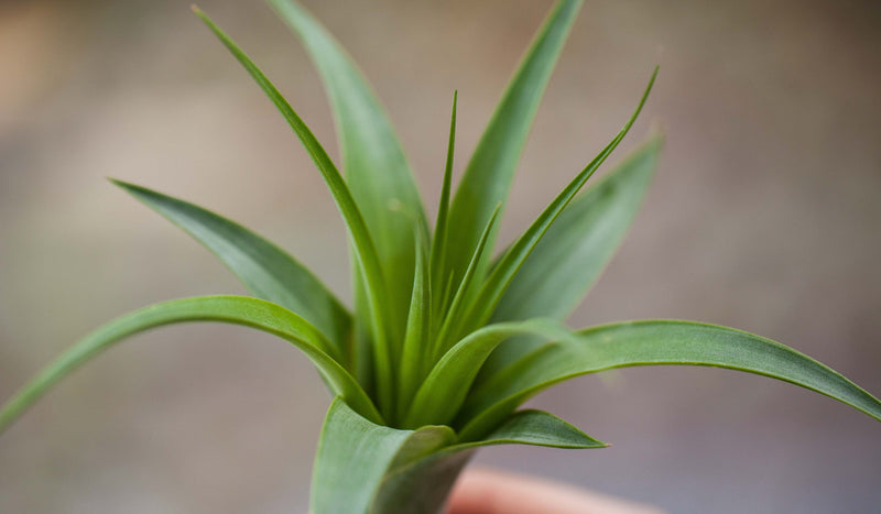 Close Up of Tillandsia Polystachia Air Plant