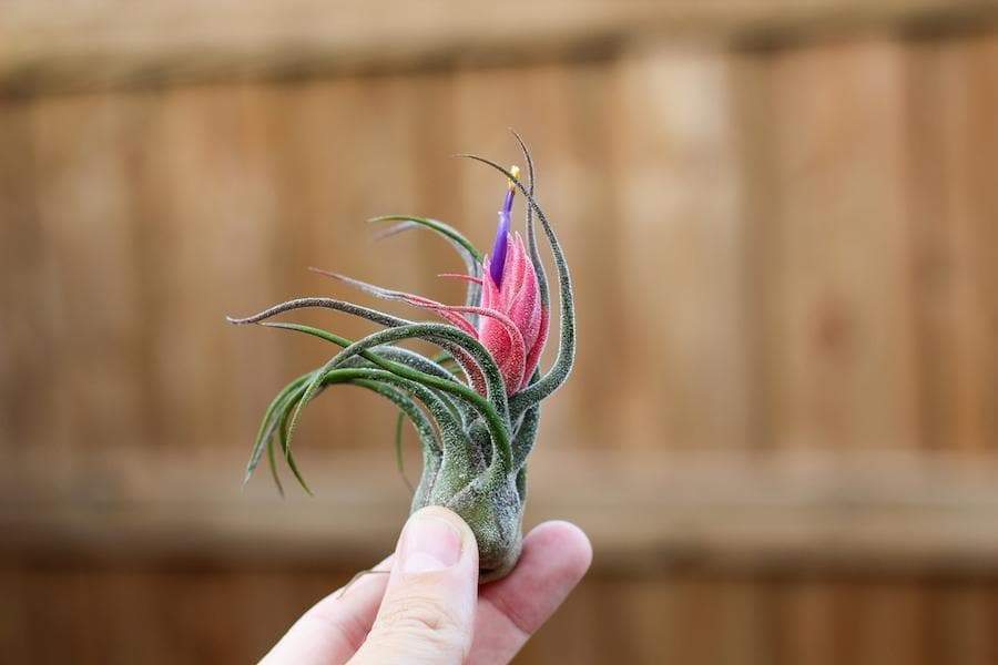 Wholesale Tillandsia Pruinosa Air Plants – Air Plant Design Studio
