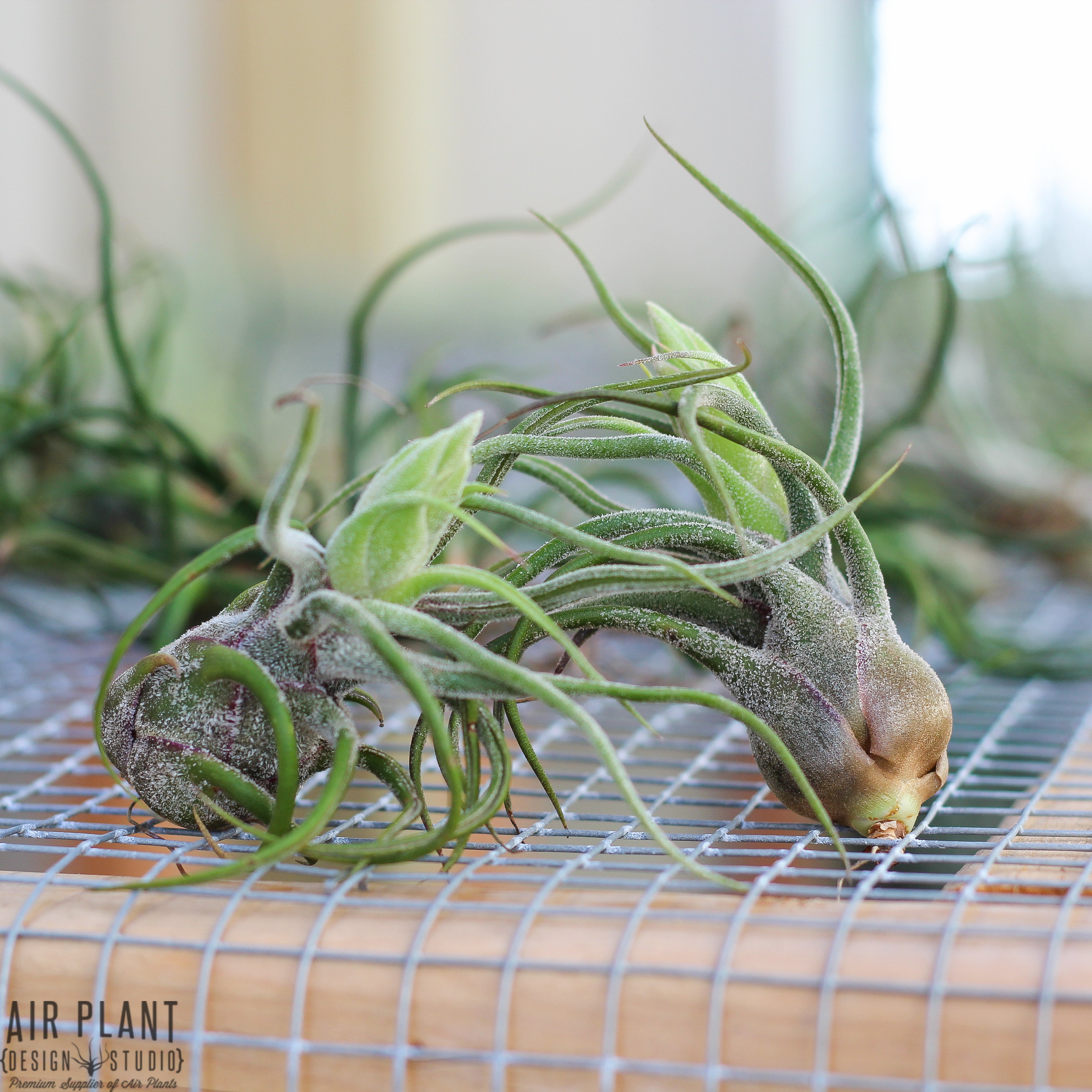 Tillandsia Pruinosa Air Plants – Air Plant Design Studio