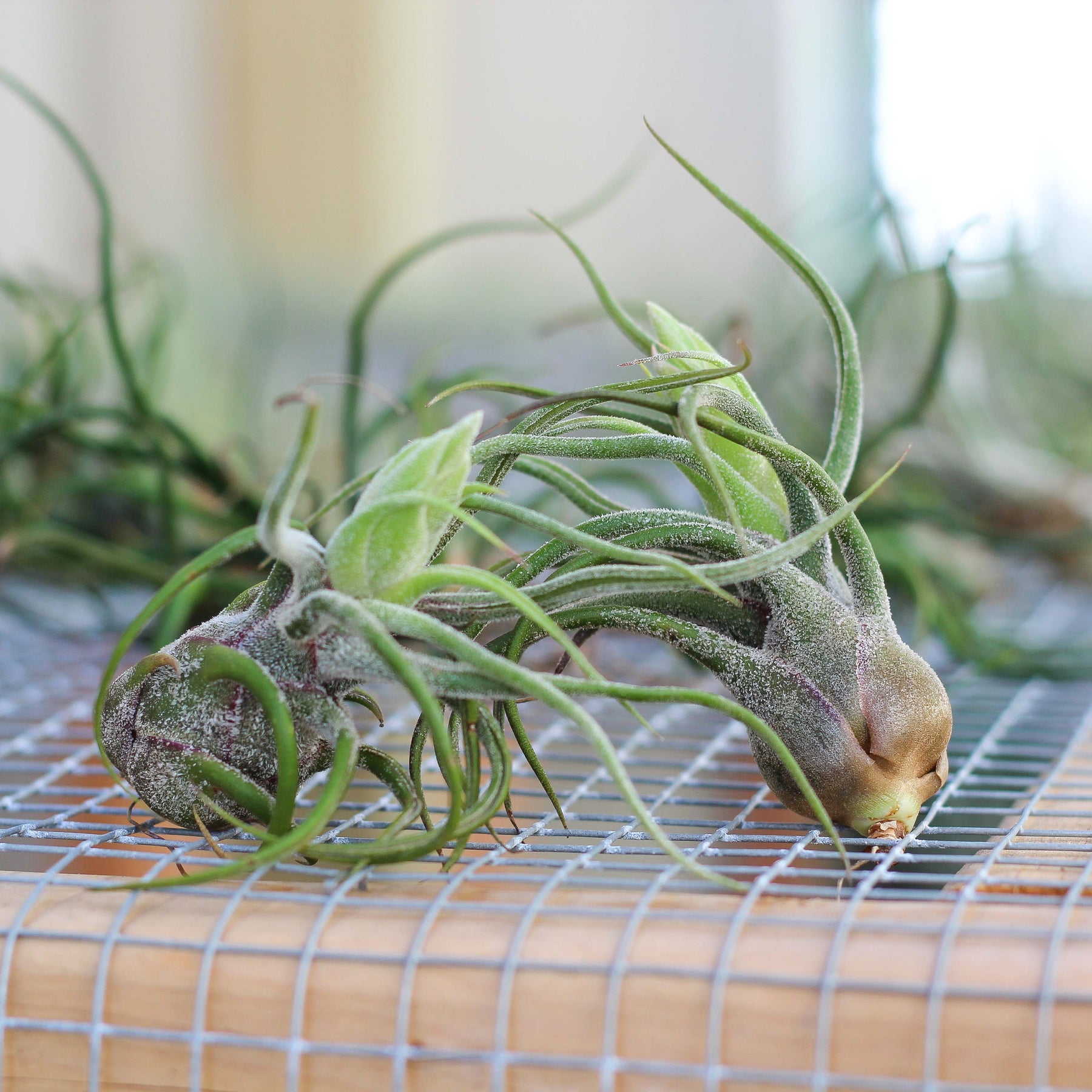 Tillandsia Pruinosa - Live air plant indoor house airplant