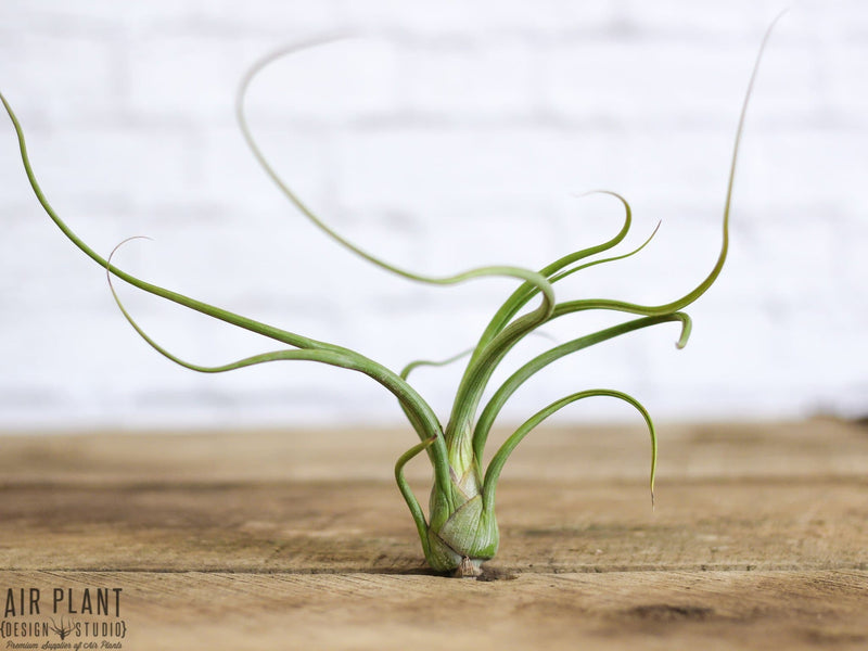 Tillandsia Baileyi Air Plant