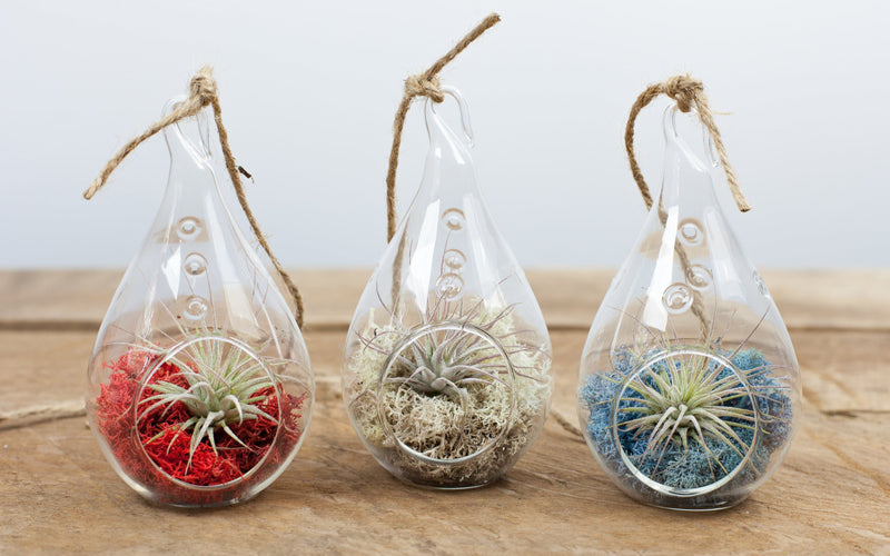 3 Teardrop Glass Terrariums containing Tillandsia Ionantha Air Plants and Red, White, and Blue Reindeer Moss