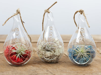 3 Teardrop Shaped Glass Terrariums with Red, White, Blue Moss and Tillandsia Ionantha Air Plants