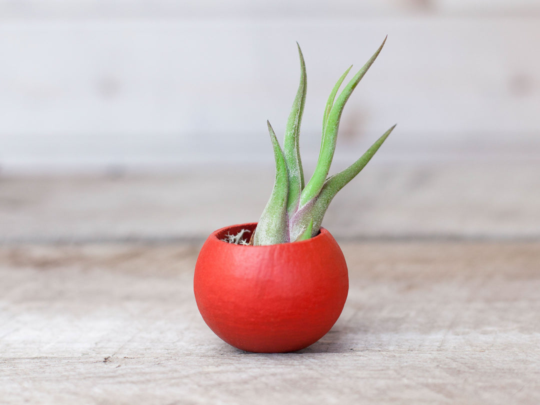 Red Pod with Assorted Tillandsia Air Plant and Custom Reindeer Moss
