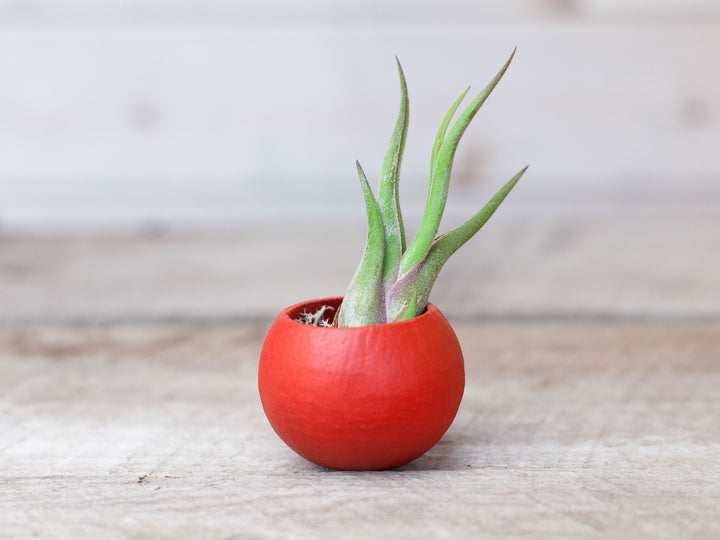 Red Pod with Assorted Tillandsia Air Plant and Custom Reindeer Moss