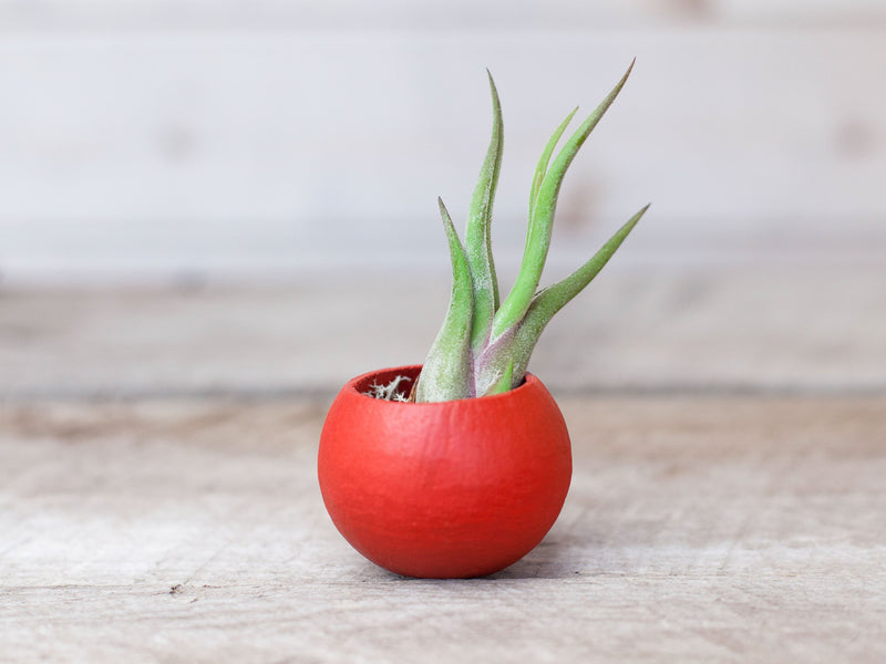 Festive Red Pod with Custom Tillandsia Air Plant and Reindeer Moss