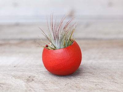 Red Painted Seed Pod with Tillandsia Ionantha Guatemala Air Plant