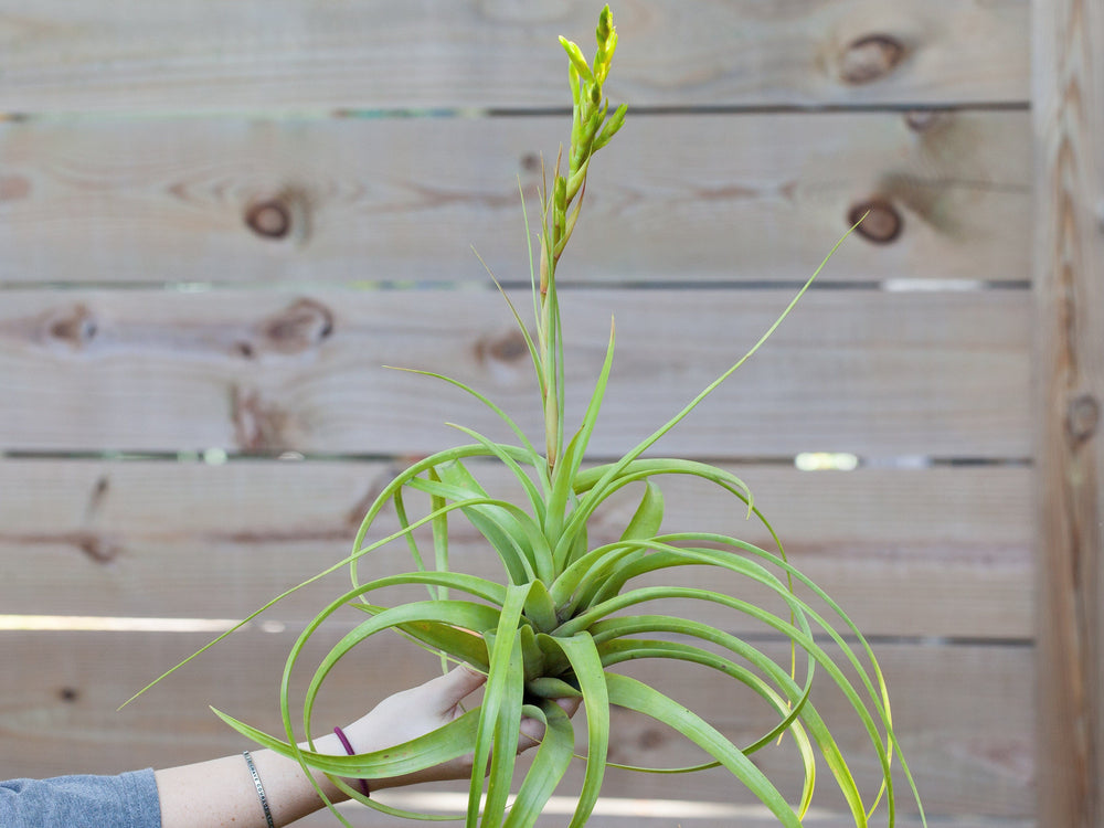 tillandsia roland gosselini air plant 