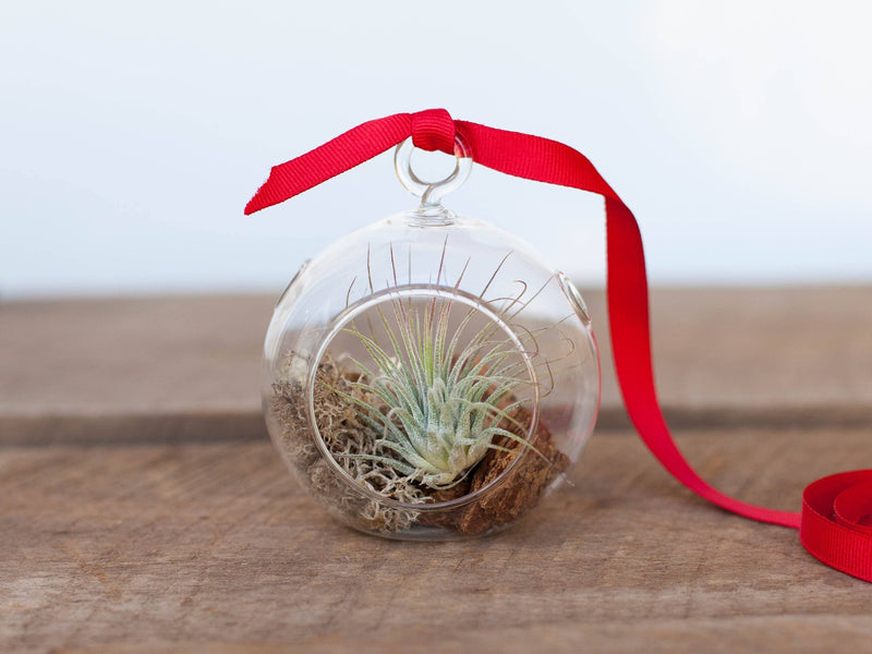 Mini Flat Bottom Terrarium with Moss, Bark, Tillandsia Ionantha Guatemala Air Plant and Red Ribbon