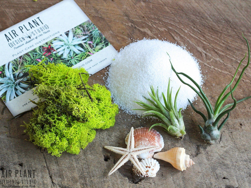 Reindeer Moss, White Sand, Sea Shells and Assorted Tillandsia Ionantha Air Plants with Care Card