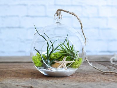 Hanging Flat Bottom Glass Globe Terrarium with Beach Kit and Assorted Tillandsia Air Plants