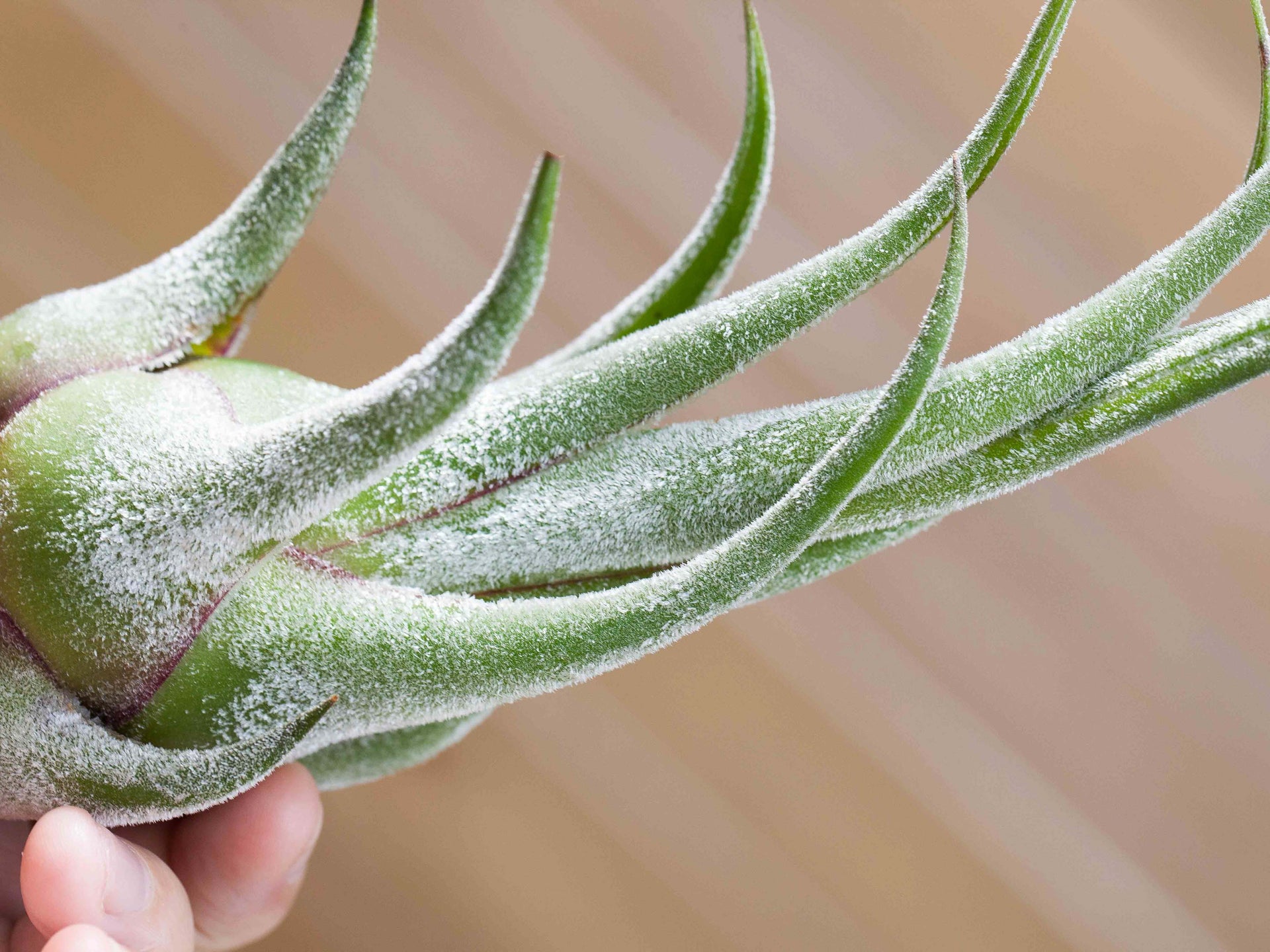 seleriana air plant care Tillandsia Seleriana Air Plants, Large / 3 Pack