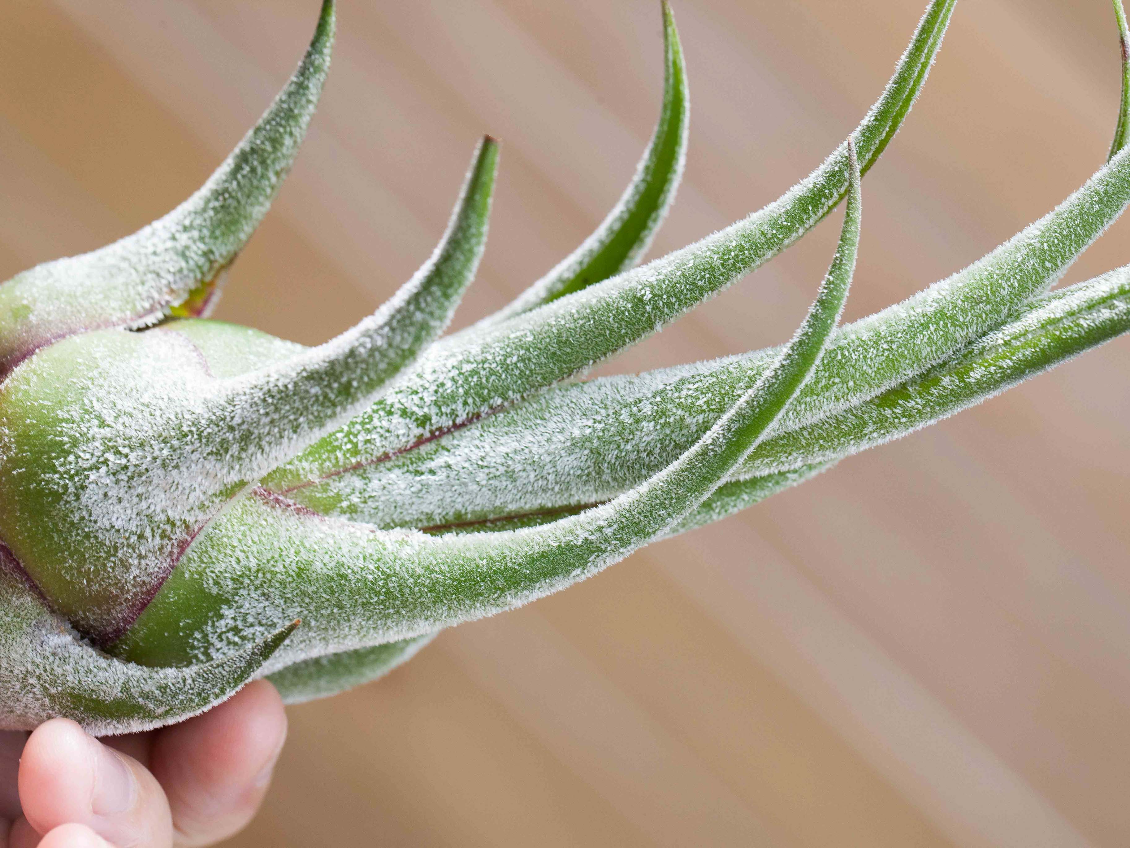 Tillandsia Seleriana Green Giant 速達発送 selerianacloseup_e4a43549-de63