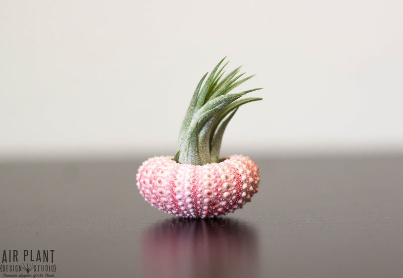 pink sea urchin with tillandsia ionantha scaposa air plant