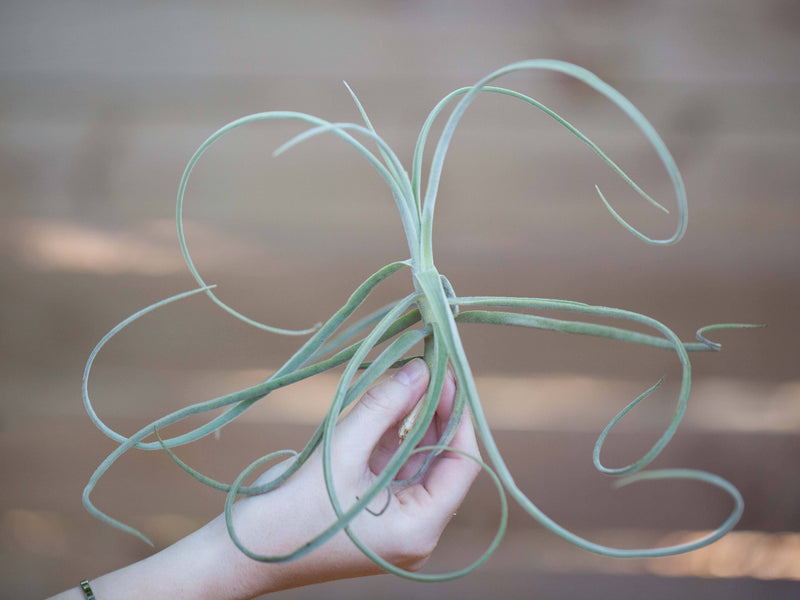 Tillandsia straminea air plants