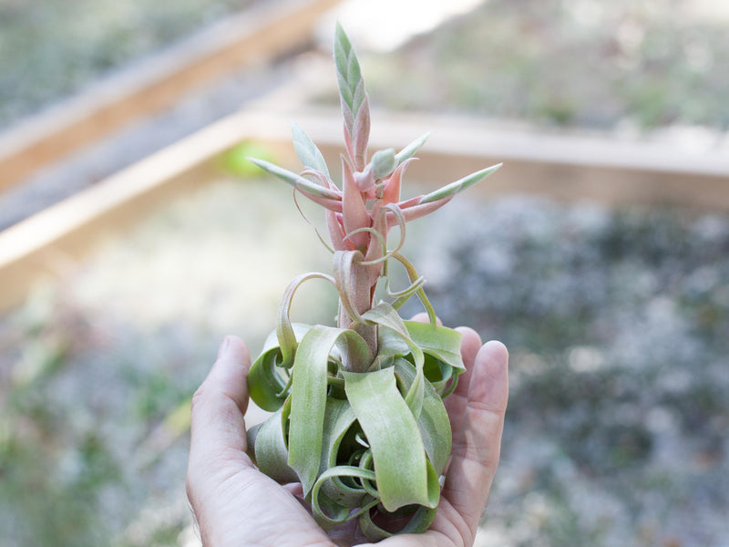 Tillandsia Streptophylla Air Plant with Bloom Spike