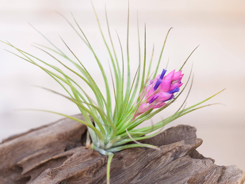 tillandsia stricta air plant with striking pink and purple bloom