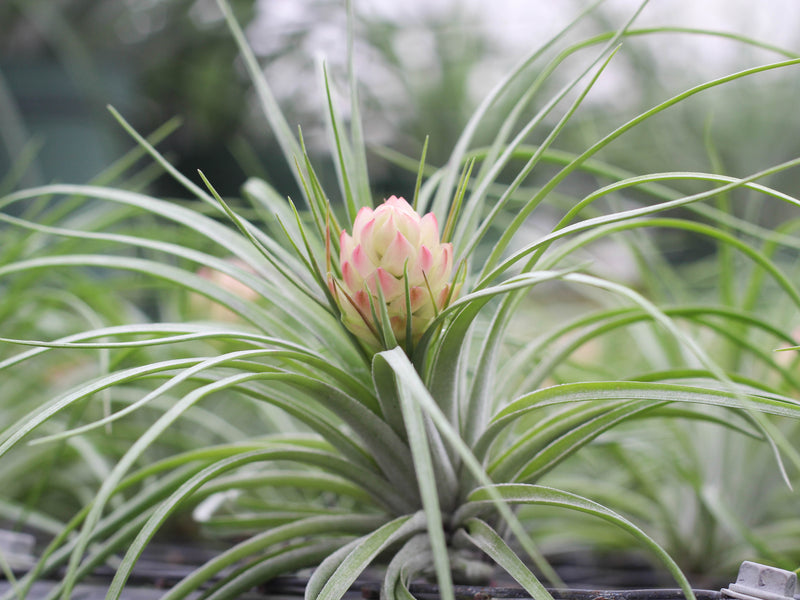 tillandsia stricta air plant with giant pink bud