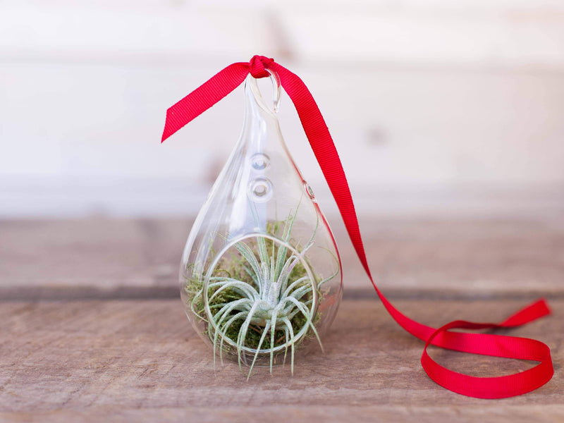 Teardrop Shaped Glass Terrarium with Moss, Tillandsia Ionantha Air Plant and Red Ribbon