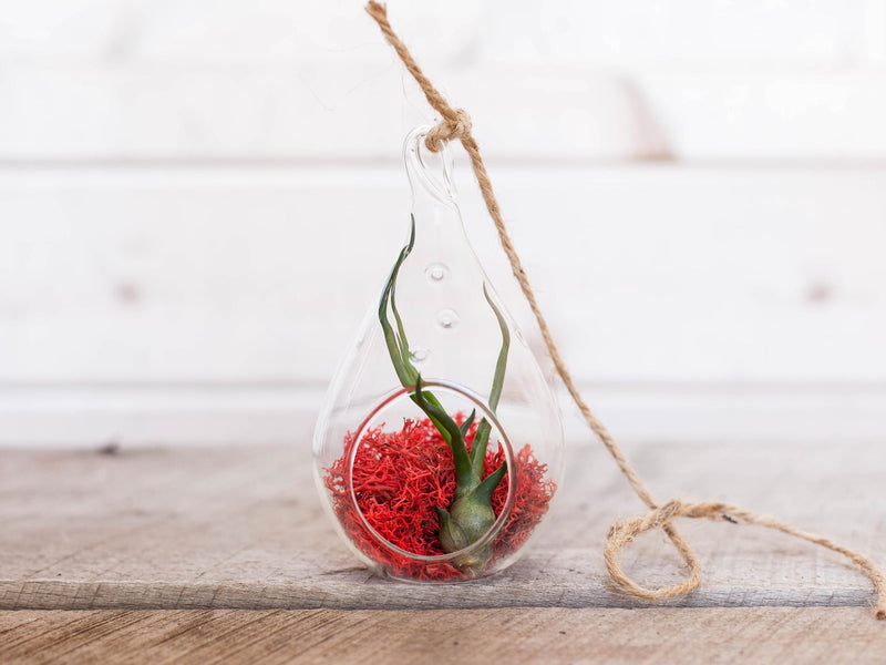 Teardrop Shaped Glass Terrarium containing Red Moss, Tillandsia Bulbosa Guatemala Air Plant with Hemp String for Hanging