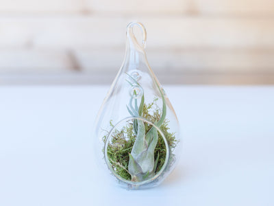 Teardrop Glass Terrarium with Moss and Tillandsia Caput Medusae Air Plant