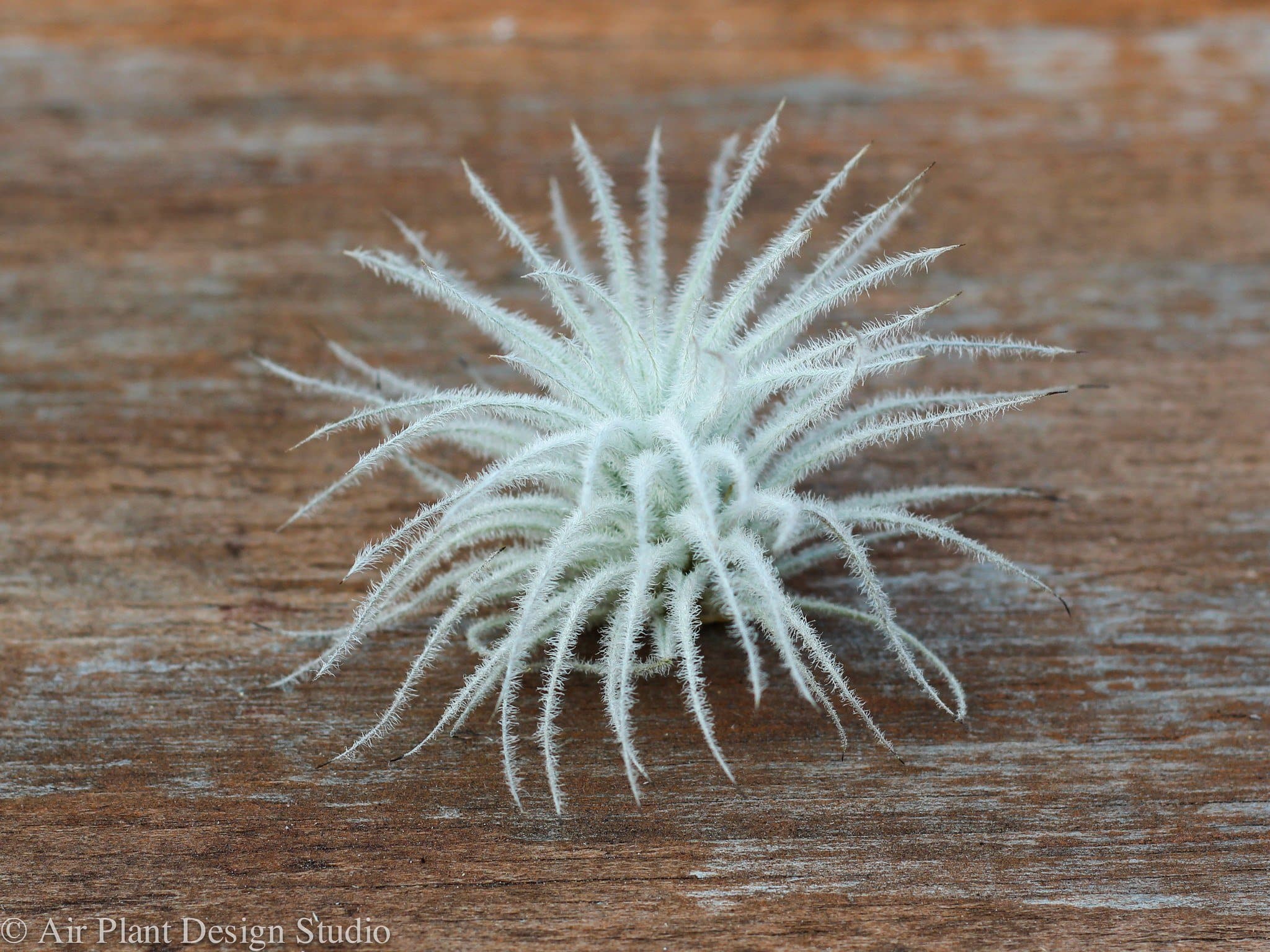 Air Plant Design Studio Tillandsia Tectorum Air Plant - Thumbnail 2