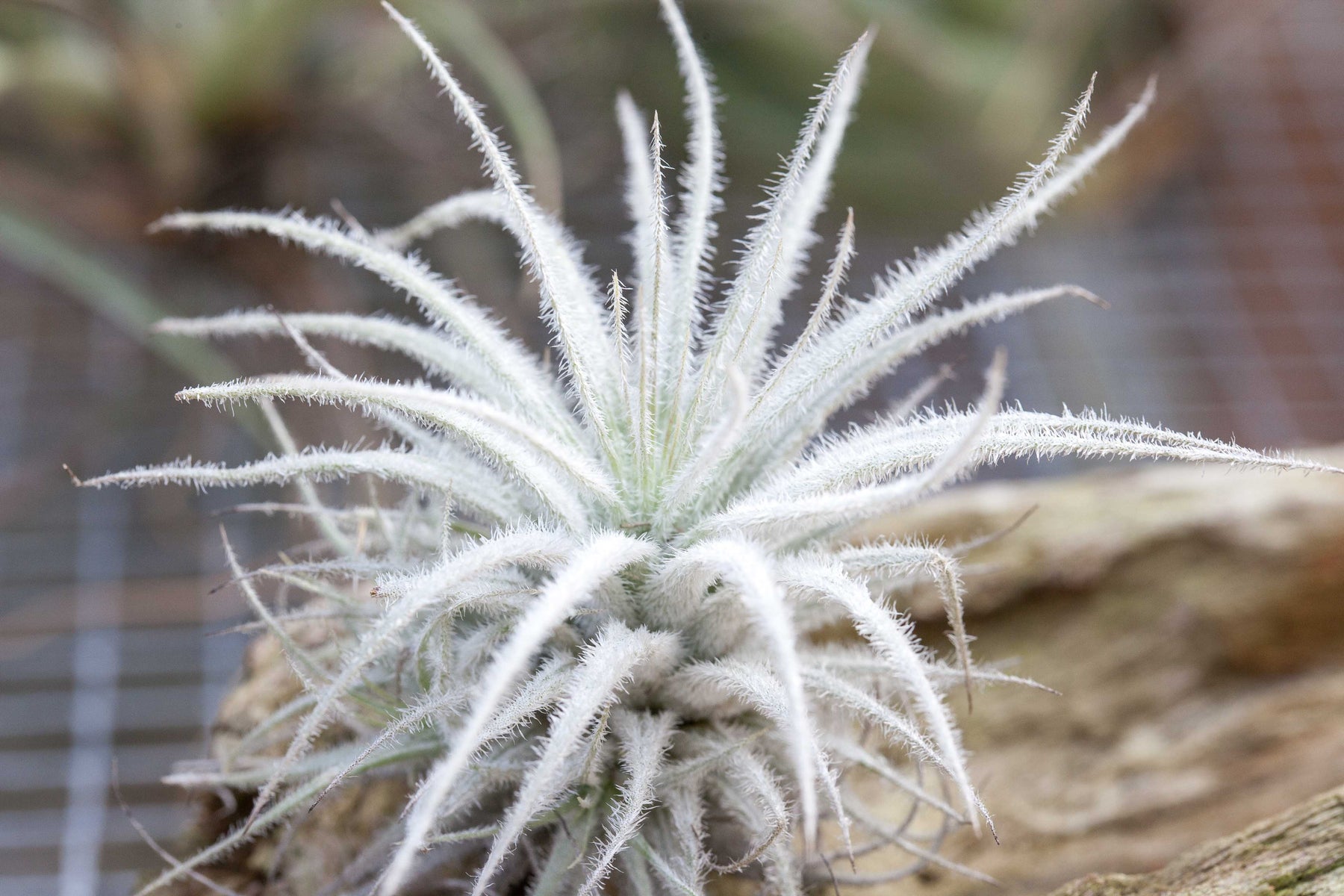 tectorum ecuador air plant care Tillandsia Tectorum Ecuador Air Plants