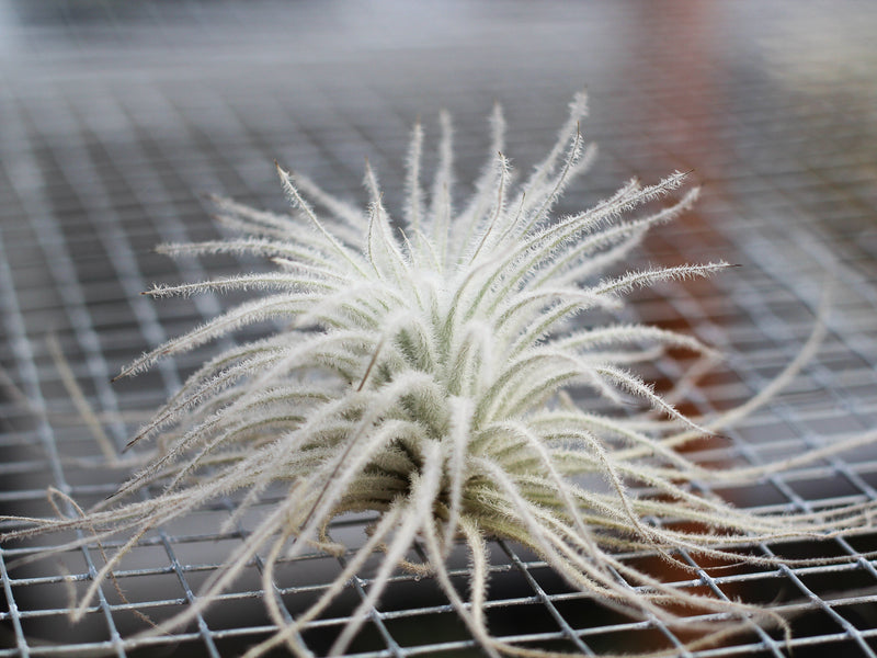 Jumbo Tillandsia Tectorum Ecuador Air Plant