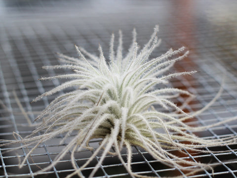 tectorum ecuador air plant care Tillandsia Tectorum Ecuador Air Plants