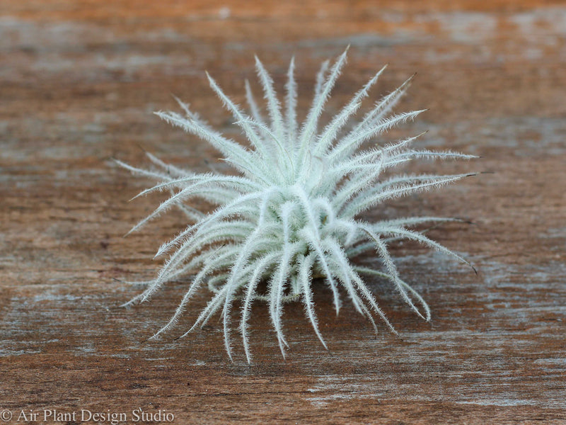 Jumbo Tillandsia Tectorum Ecuador Air Plant