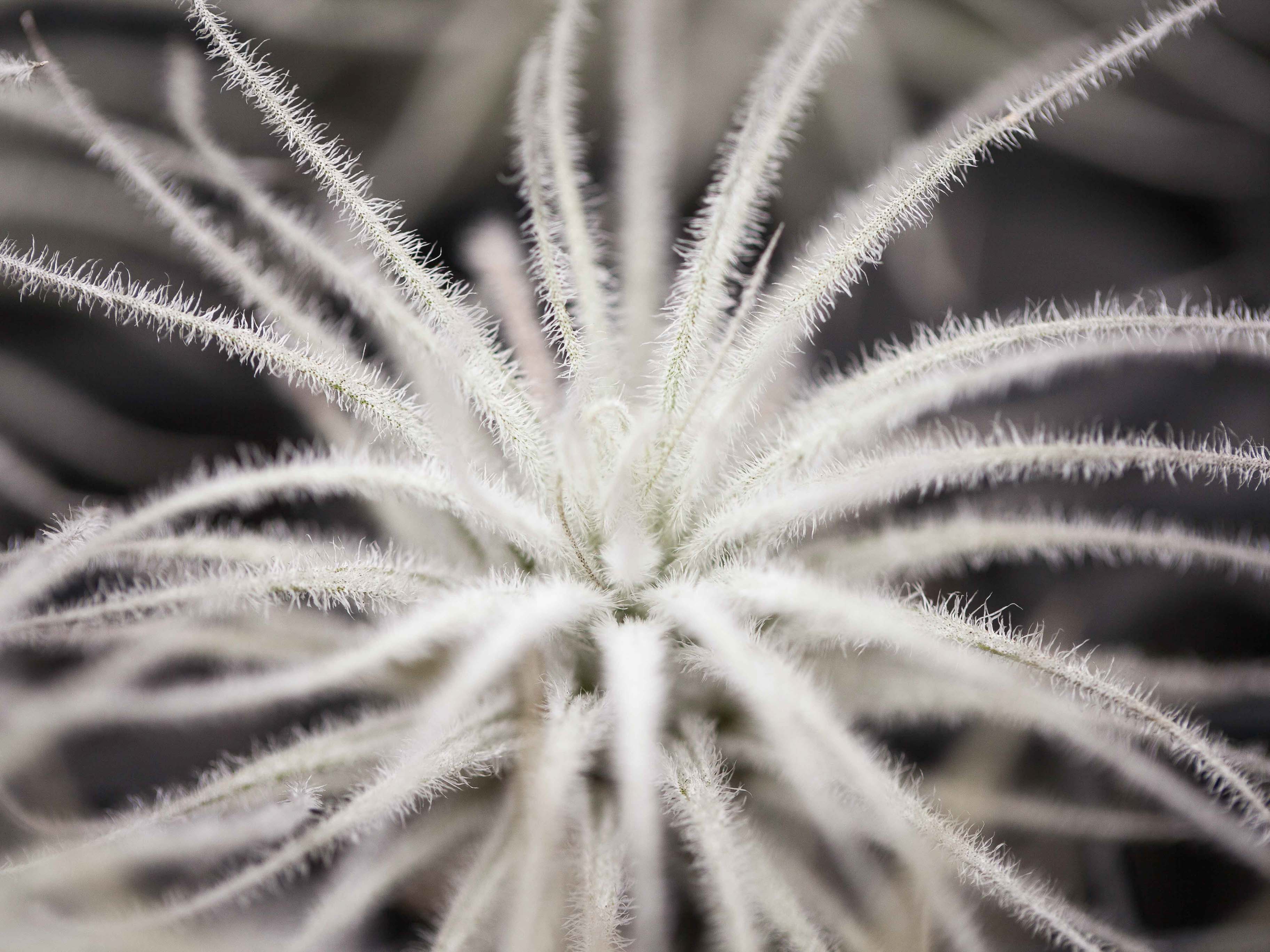 Air Plant Design Studio Tillandsia Tectorum Air Plant - Thumbnail 3