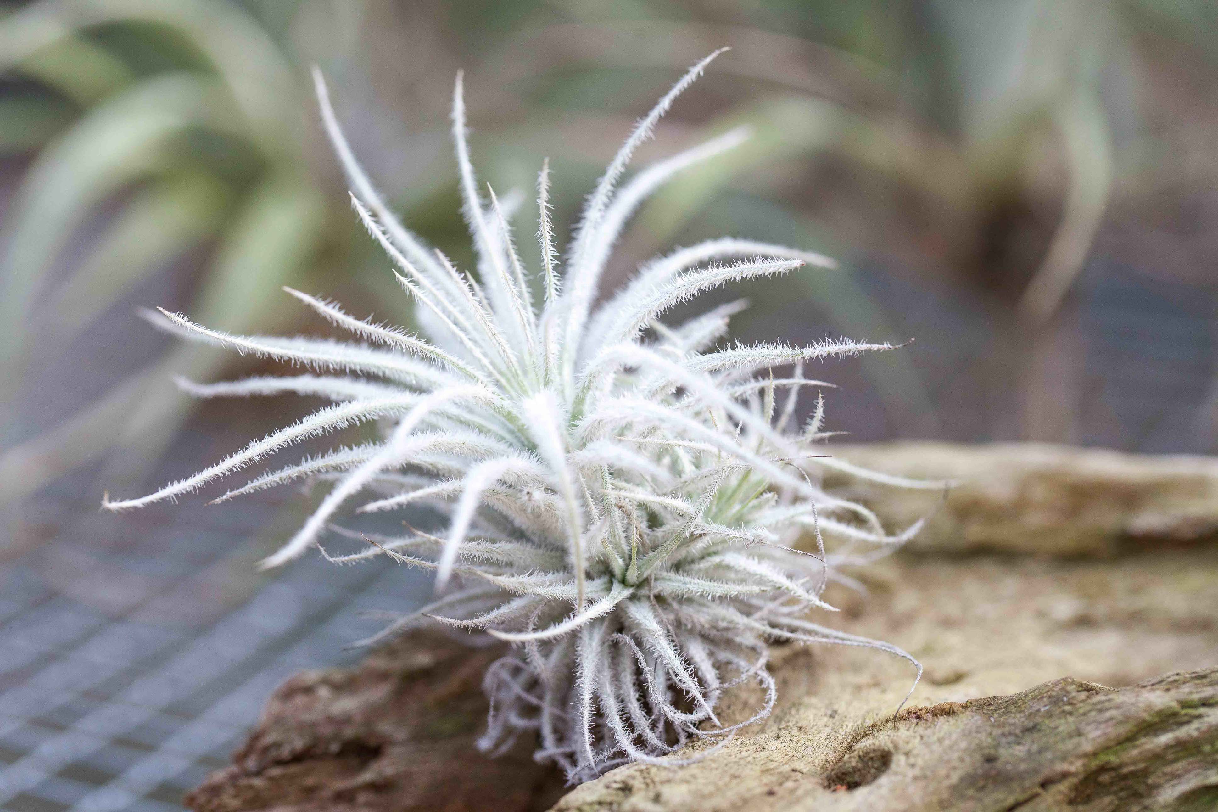 Tillandsia Tectorum Ecuador Air Plants - Multiple Sizes