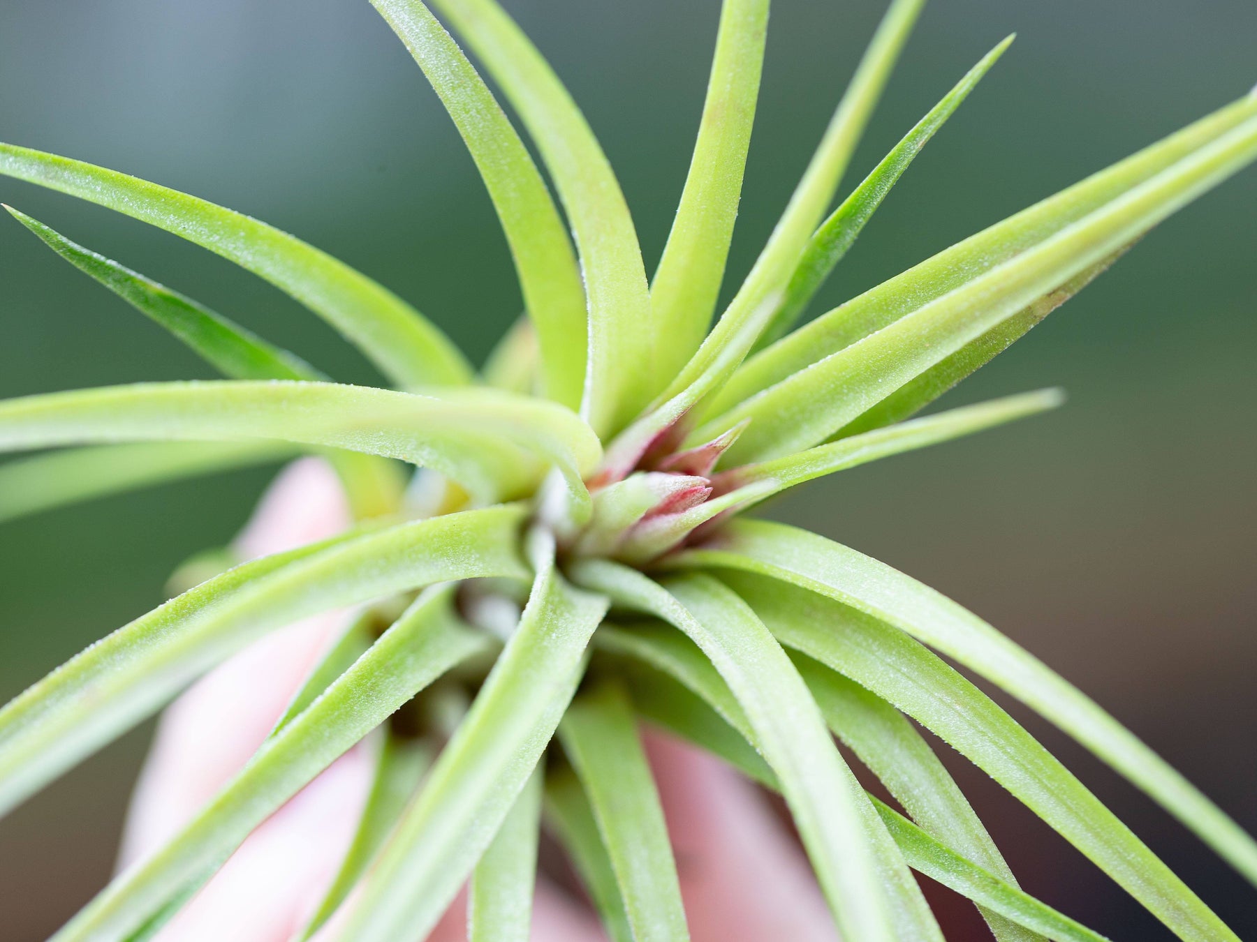 victoriana air plant Tillandsia Victoriana