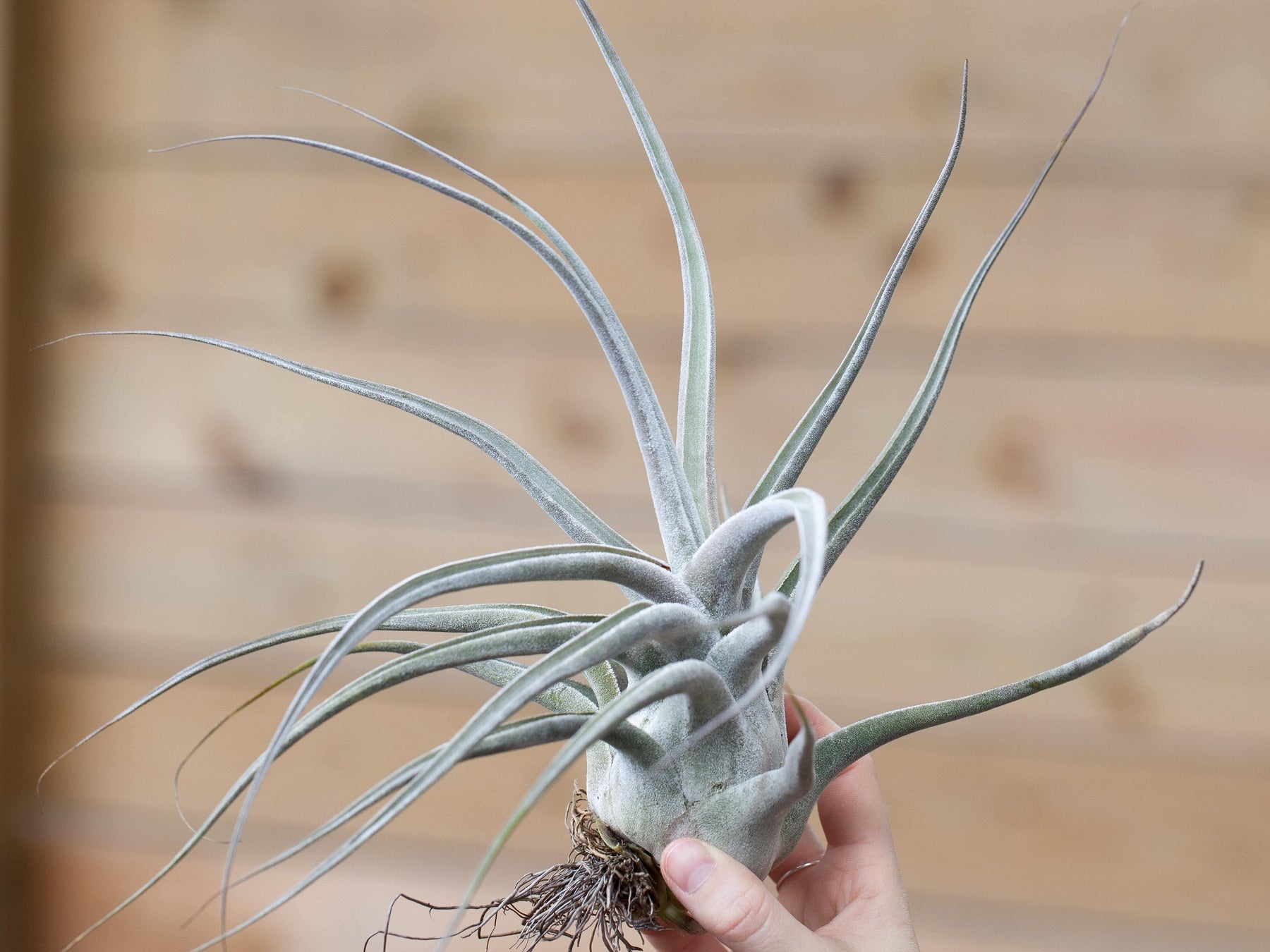 ehlersiana air plant Tillandsia Ehlersiana Air Plant