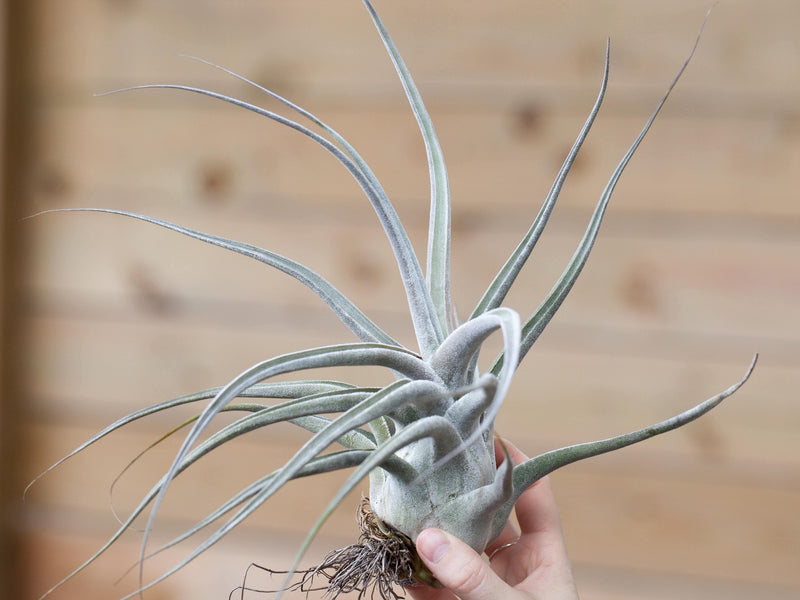 Tillandsia ehlersiana air plant