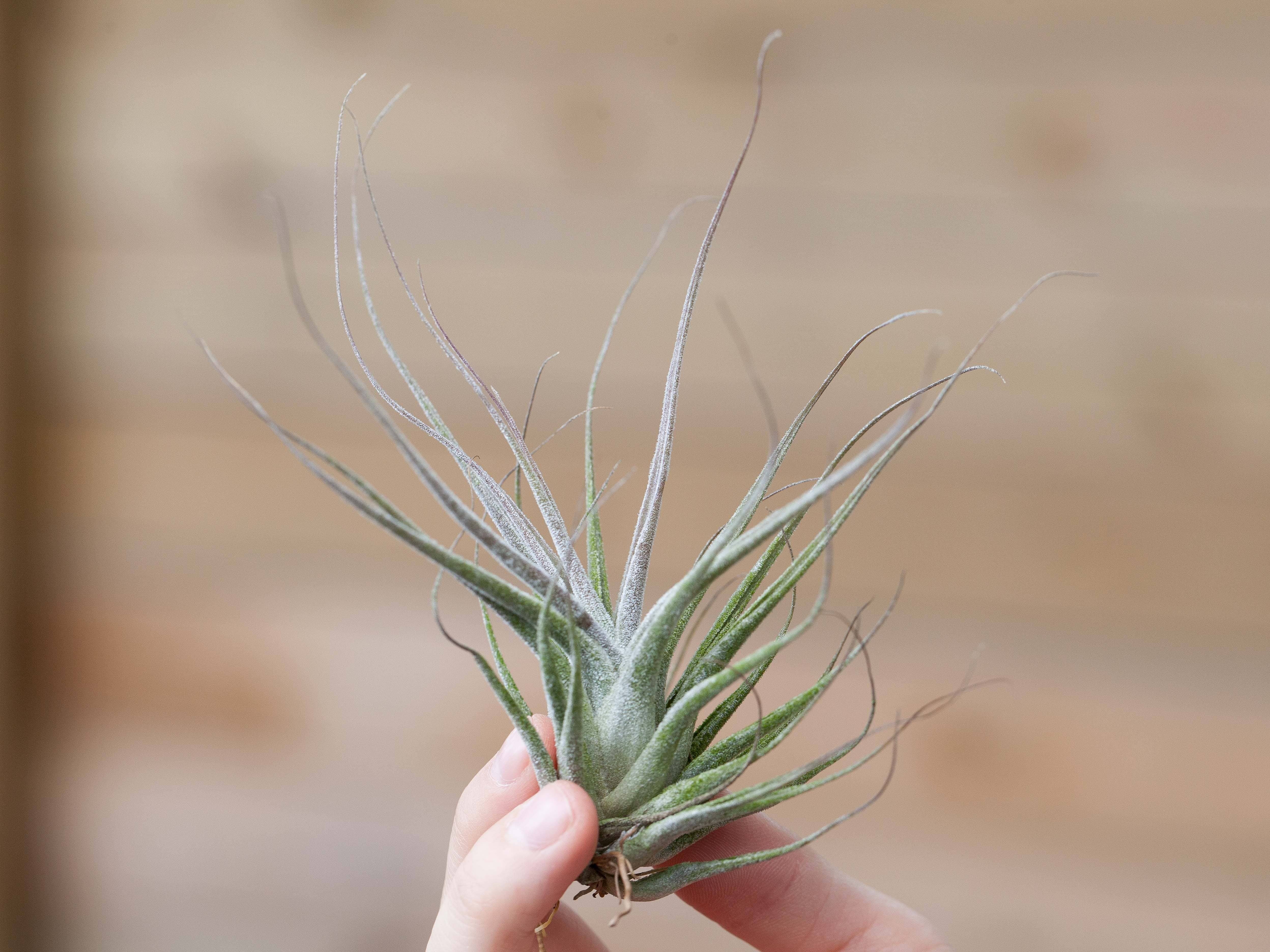 Tillandsia Ehlersiana Air Plants – Air Plant Design Studio