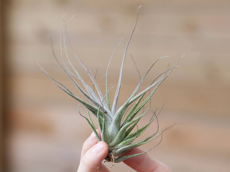 Tillandsia ehlersiana air plant