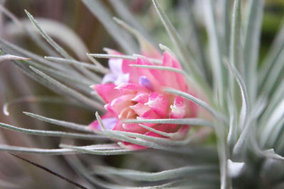 Close up of pink boom of a tillandsia houston air plant