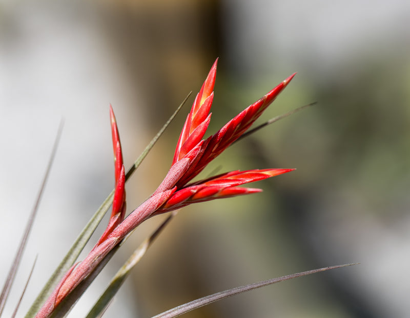 close up of red bloom spike on a tillandsia vernicosa air plant