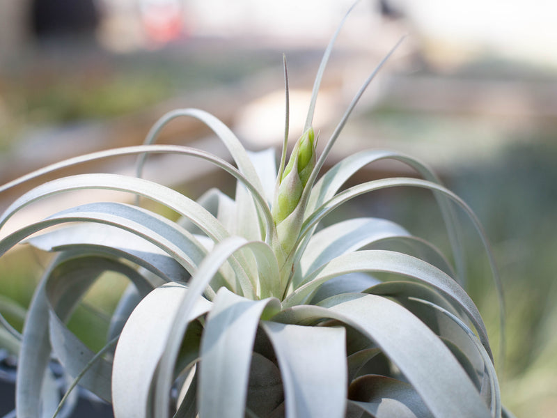 Tillandsia Xerographica Air Plant with Bloom Spike
