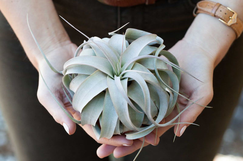 Hands holding a Tillandsia Xerographica Air Plant