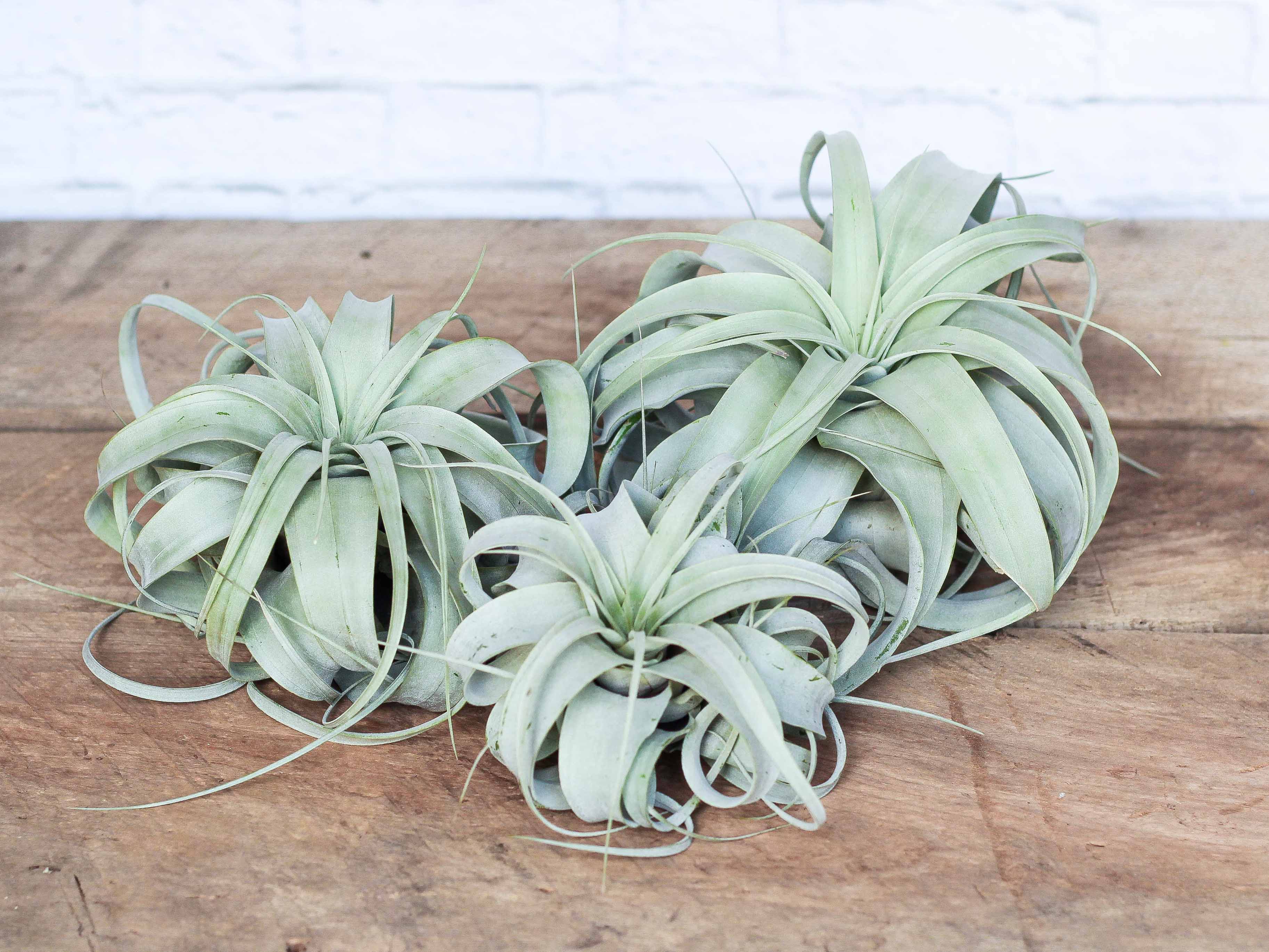 xerographica × ionantha 〔エアプランツ〕T3717 xerographica × ionantha 〔エアプランツ〕T3717