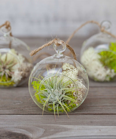 Mini Flat Bottom Glass Globe Terrarium with Moss, Tillandsia Ionantha Guatemala Air Plant and Hemp String