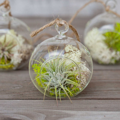 Glass Tear Drop Air Plant Terrarium